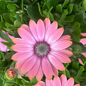 Osteospermum 'Salmon' (Pot Size 10.5cm) - African Daisy - image 1