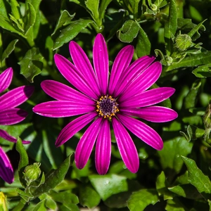 Purple African Daisy - Osteospermum Tresco Purple