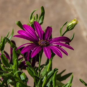 Purple African Daisy - Osteospermum Tresco Purple