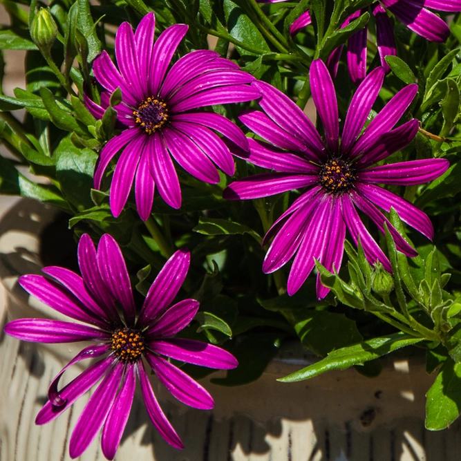 Purple African Daisy - Osteospermum Tresco Purple