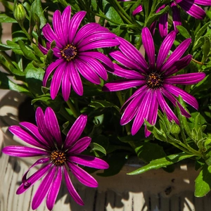 Purple African Daisy - Osteospermum Tresco Purple