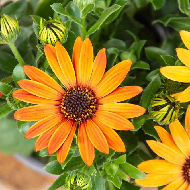 Osteospermum 'Tst Orange' (Pot Size 10.5cm) - African Daisy - image 2