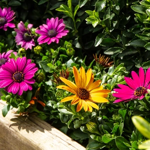 Osteospermum 'Tst Orange' (Pot Size 10.5cm) - African Daisy - image 3