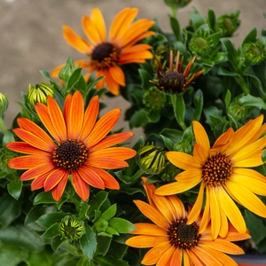 Osteospermum 'Tst Orange' (Pot Size 10.5cm) - African Daisy - image 1