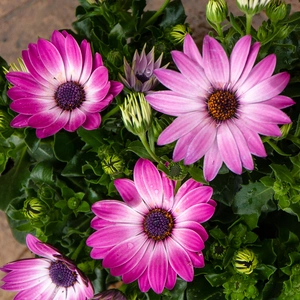 Osteospermum 'Tst Pink' (Pot Size 10.5cm) - African Daisy - image 1