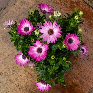 Osteospermum 'Tst Pink' (Pot Size 10.5cm) - African Daisy - image 4