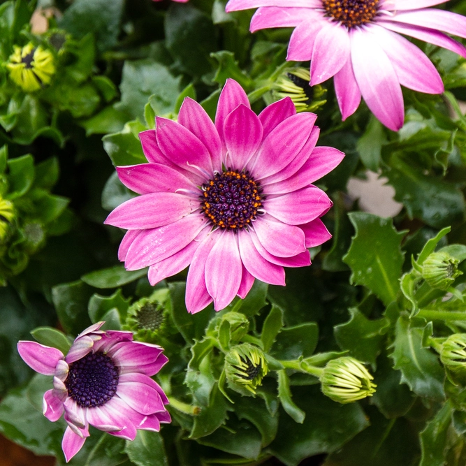 Osteospermum 'Tst Pink' (Pot Size 10.5cm) - African Daisy - image 2