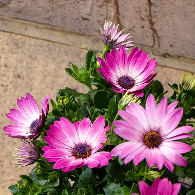 Osteospermum 'Tst Pink' (Pot Size 10.5cm) - African Daisy - image 3