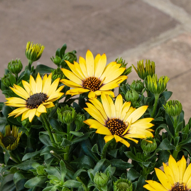 Osteospermum 'Tst Yellow' (Pot Size 10.5cm) - African Daisy - image 2