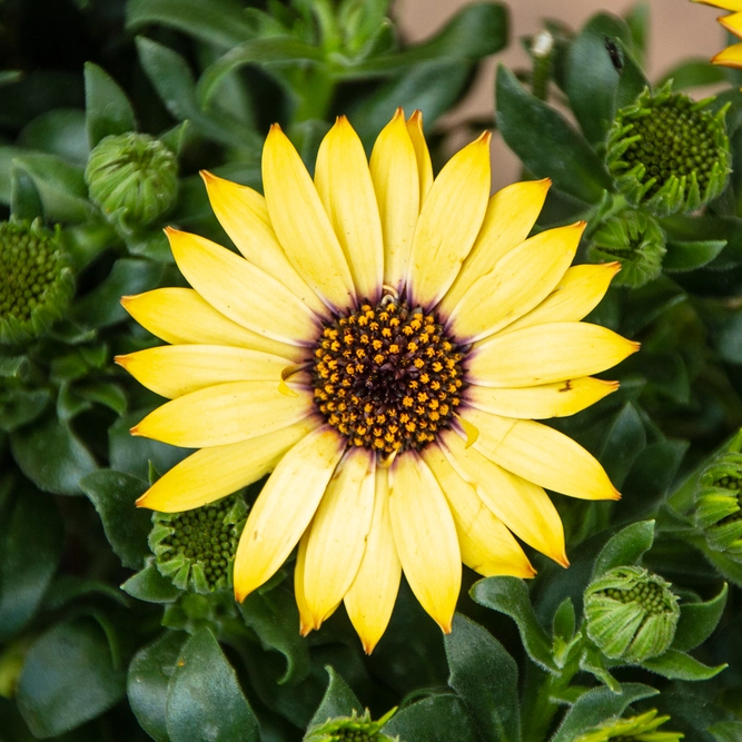 Osteospermum 'Tst Yellow' (Pot Size 10.5cm) - African Daisy - image 3