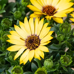 Osteospermum 'Tst Yellow' (Pot Size 10.5cm) - African Daisy - image 1