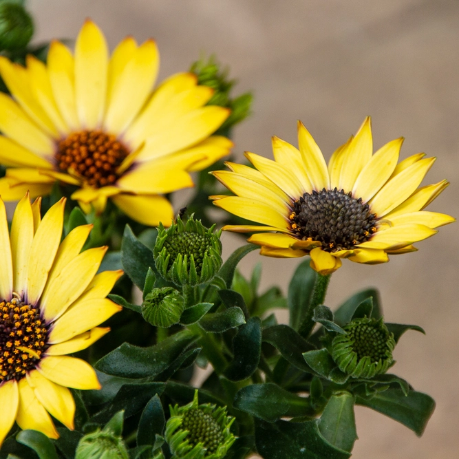 Osteospermum 'Tst Yellow' (Pot Size 10.5cm) - African Daisy - image 4