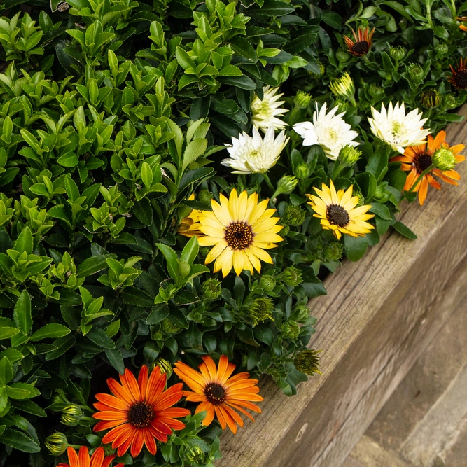 Osteospermum 'Tst Yellow' (Pot Size 10.5cm) - African Daisy - image 7