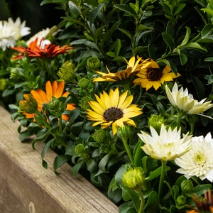 Osteospermum 'Tst Yellow' (Pot Size 10.5cm) - African Daisy - image 6