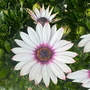 Osteospermum 'White Eye' (Pot Size 10.5cm) - African Daisy - image 1