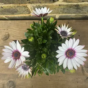 Osteospermum 'White Eye' (Pot Size 10.5cm) - African Daisy - image 2