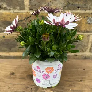 Osteospermum 'White Eye' (Pot Size 10.5cm) - African Daisy - image 3