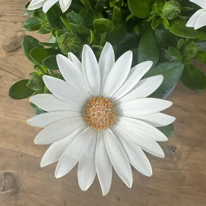 Osteospermum 'White' (Pot Size 10.5cm) - African Daisy - image 1