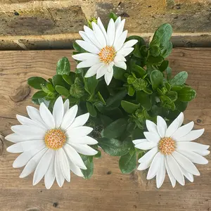 Osteospermum 'White' (Pot Size 10.5cm) - African Daisy - image 2