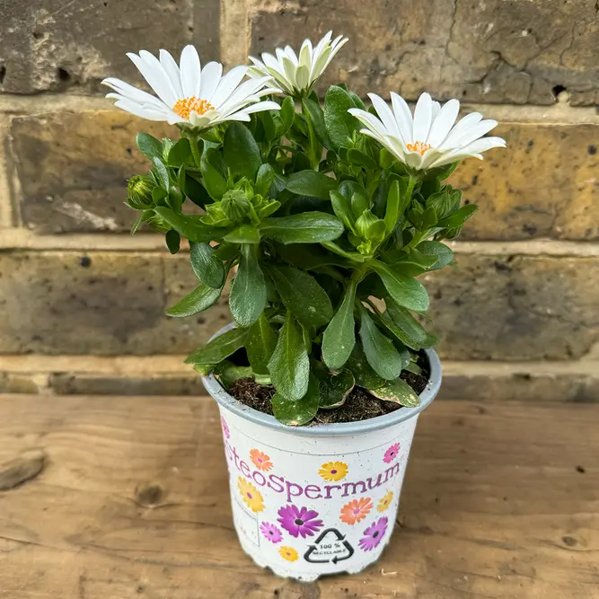 Osteospermum 'White' (Pot Size 10.5cm) - African Daisy - image 3