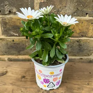 Osteospermum 'White' (Pot Size 10.5cm) - African Daisy - image 3