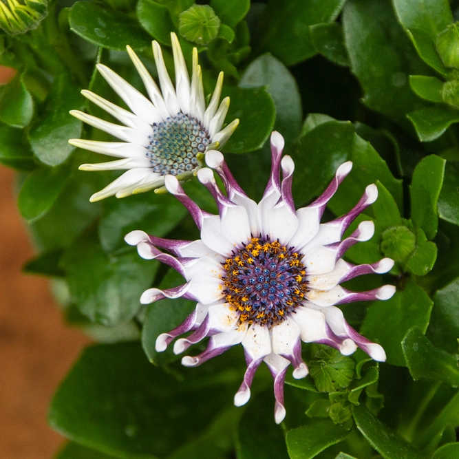 Osteospermum 'White Spoon' (Pot Size 10.5cm) - African Daisy - image 1