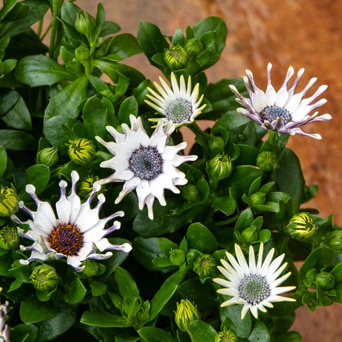 Osteospermum 'White Spoon' (Pot Size 10.5cm) - African Daisy - image 2