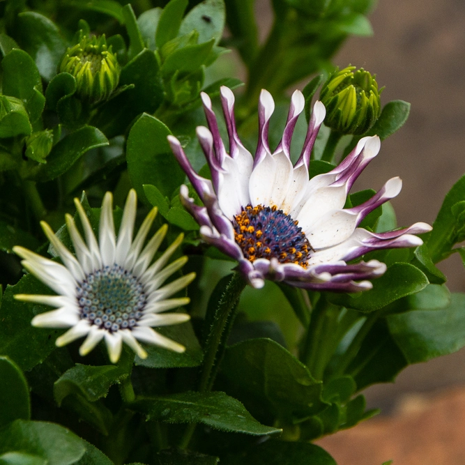 Osteospermum 'White Spoon' (Pot Size 10.5cm) - African Daisy - image 3