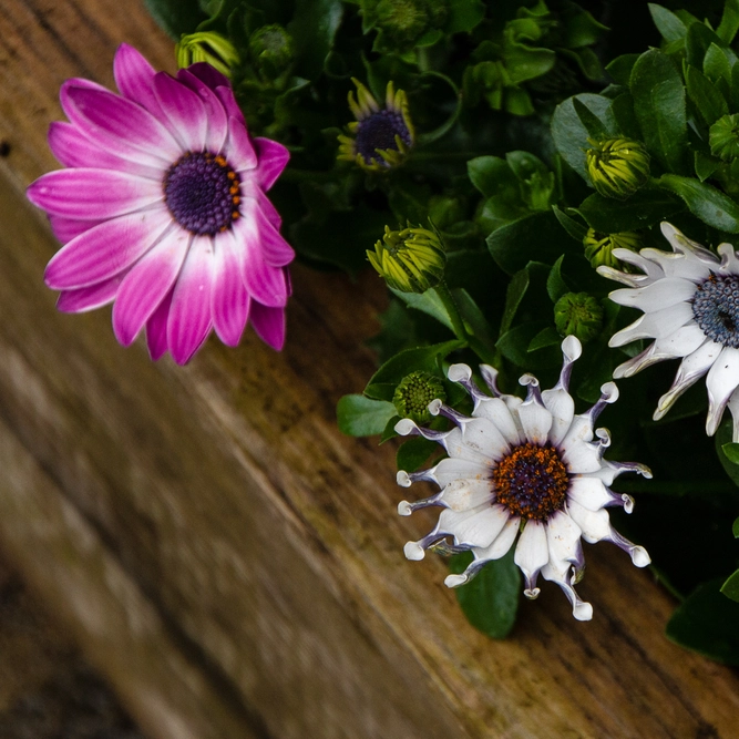 Osteospermum 'White Spoon' (Pot Size 10.5cm) - African Daisy - image 4