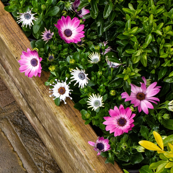 Osteospermum 'White Spoon' (Pot Size 10.5cm) - African Daisy - image 5