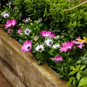 Osteospermum 'White Spoon' (Pot Size 10.5cm) - African Daisy - image 6