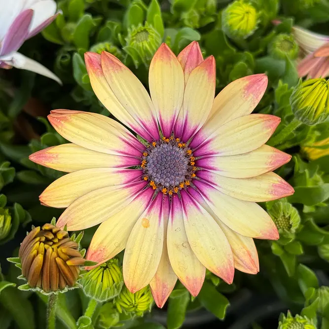 Osteospermum 'Yellow Blue' (Pot Size 10.5cm) - African Daisy