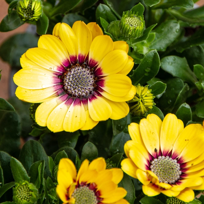 Osteospermum 'Yellow' (Pot Size 10.5cm) - African Daisy - image 1