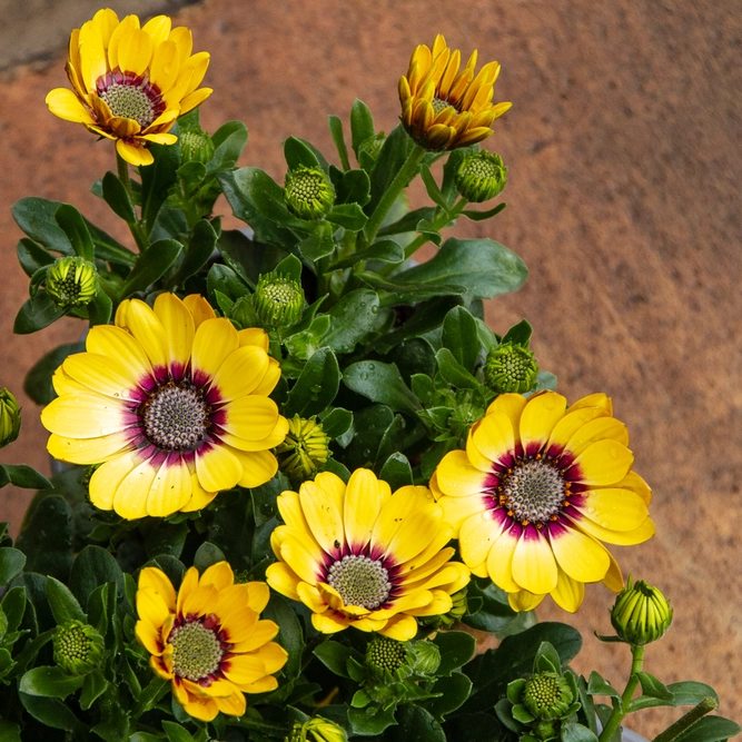 Osteospermum 'Yellow' (Pot Size 10.5cm) - African Daisy - image 2