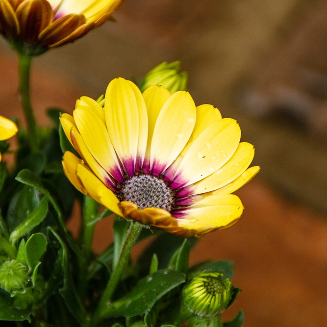 Osteospermum 'Yellow' (Pot Size 10.5cm) - African Daisy - image 3