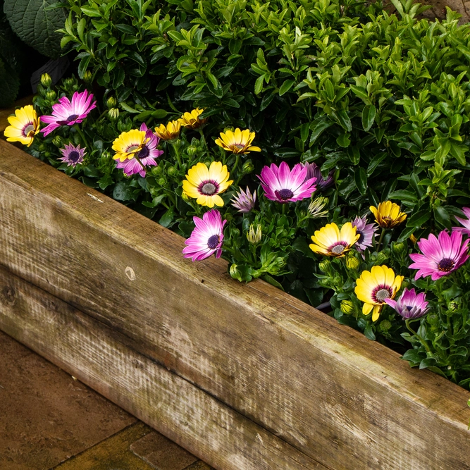 Osteospermum 'Yellow' (Pot Size 10.5cm) - African Daisy - image 4