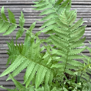 Ostrich Fern Alt (Pot Size 1.5L) - image 1