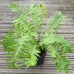 Ostrich Fern Alt (Pot Size 1.5L) - image 2