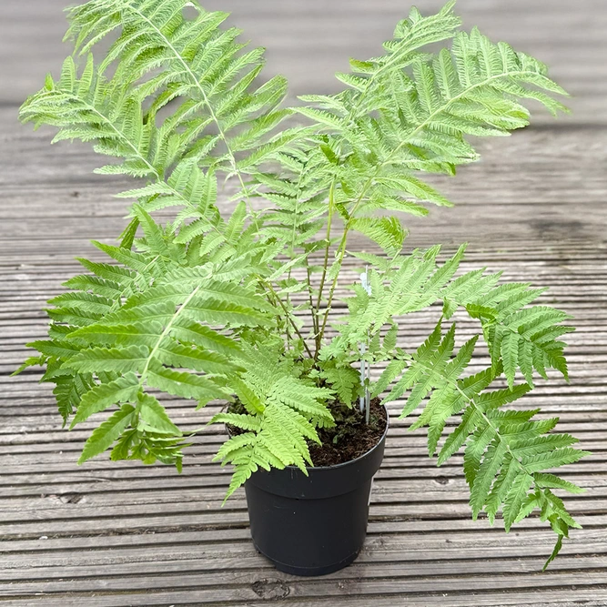 Ostrich Fern Alt (Pot Size 1.5L) - image 3