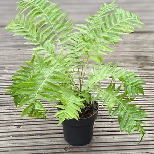 Ostrich Fern Alt (Pot Size 1.5L) - image 3