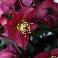 Outdoor Plants