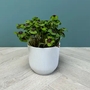 Oxalis deppei (Pot Size 13cm) Four-Leaf Clover - image 2