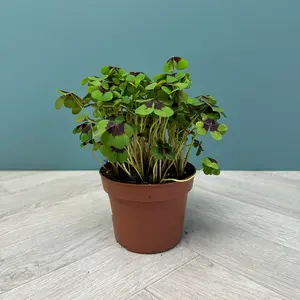 Oxalis deppei (Pot Size 13cm) Four-Leaf Clover - image 3