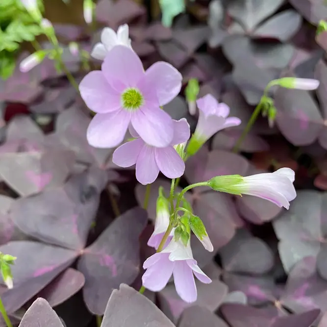 Oxalis Mijke (Pot Size 12cm) Mijke Shamrock Plant - image 1