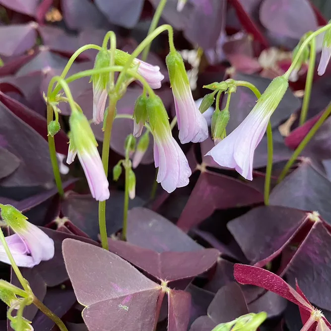 Oxalis Mijke (Pot Size 12cm) Mijke Shamrock Plant - image 2