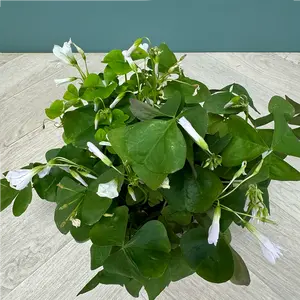 Oxalis Papilionacea (Pot Size 12cm) Butterfly Oxalis - image 2