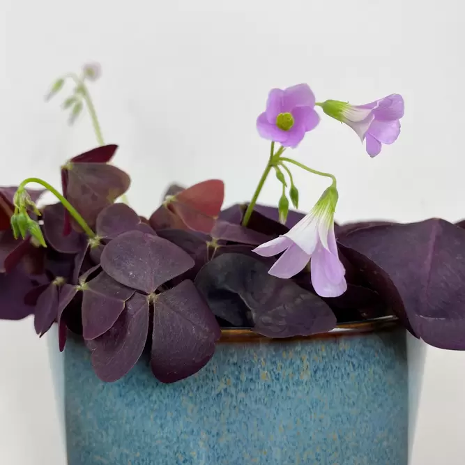 Oxalis triangularis 'Mijke' (Pot Size 12cm) - image 2