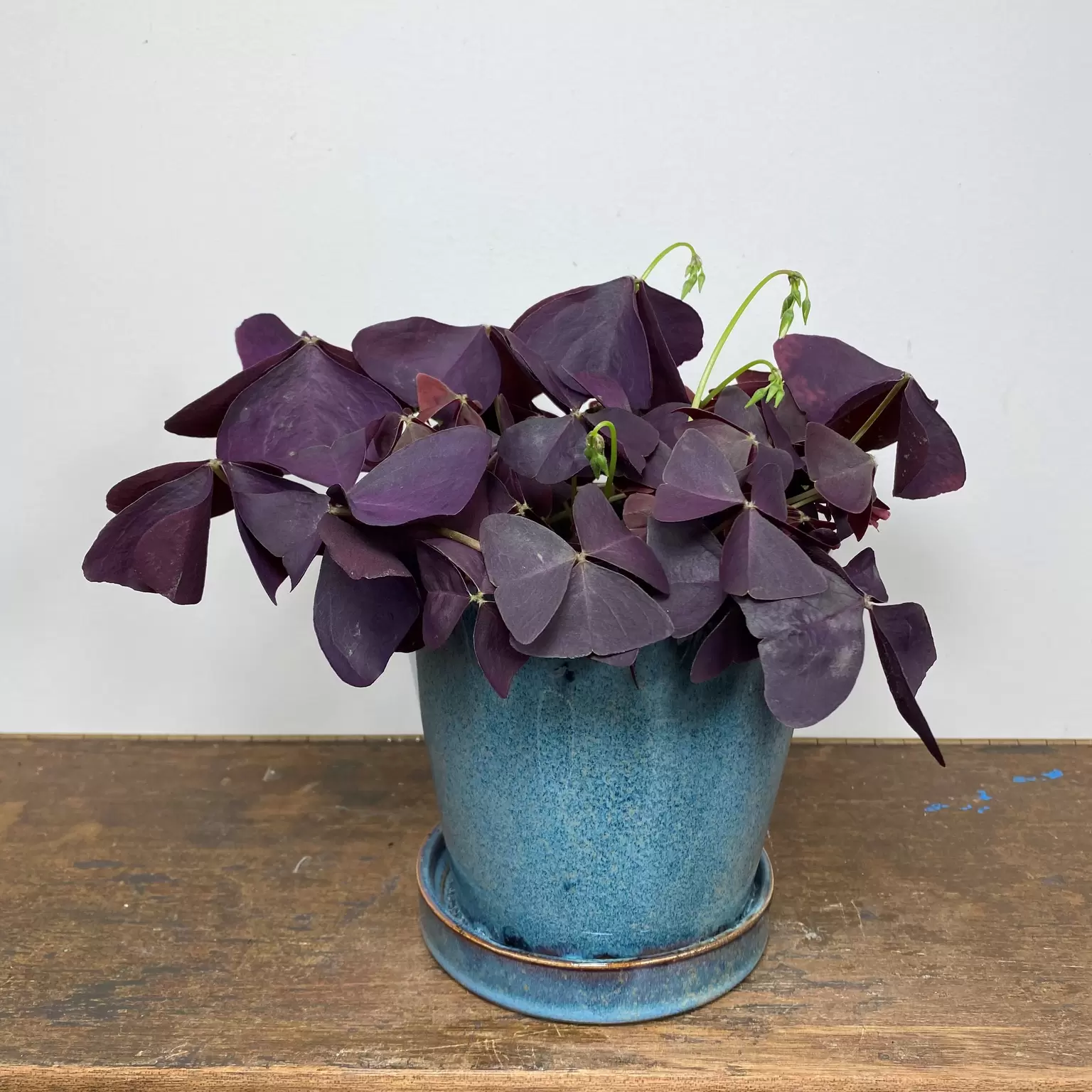 Oxalis triangularis