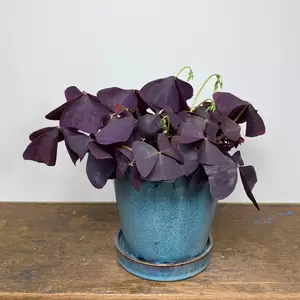 Oxalis triangularis 'Mijke' (Pot Size 12cm) - image 3