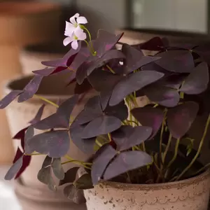 Oxalis triangularis (Pot Size: 9cm) False Shamrock - image 1